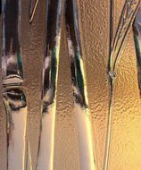 Бамбук в бронзе